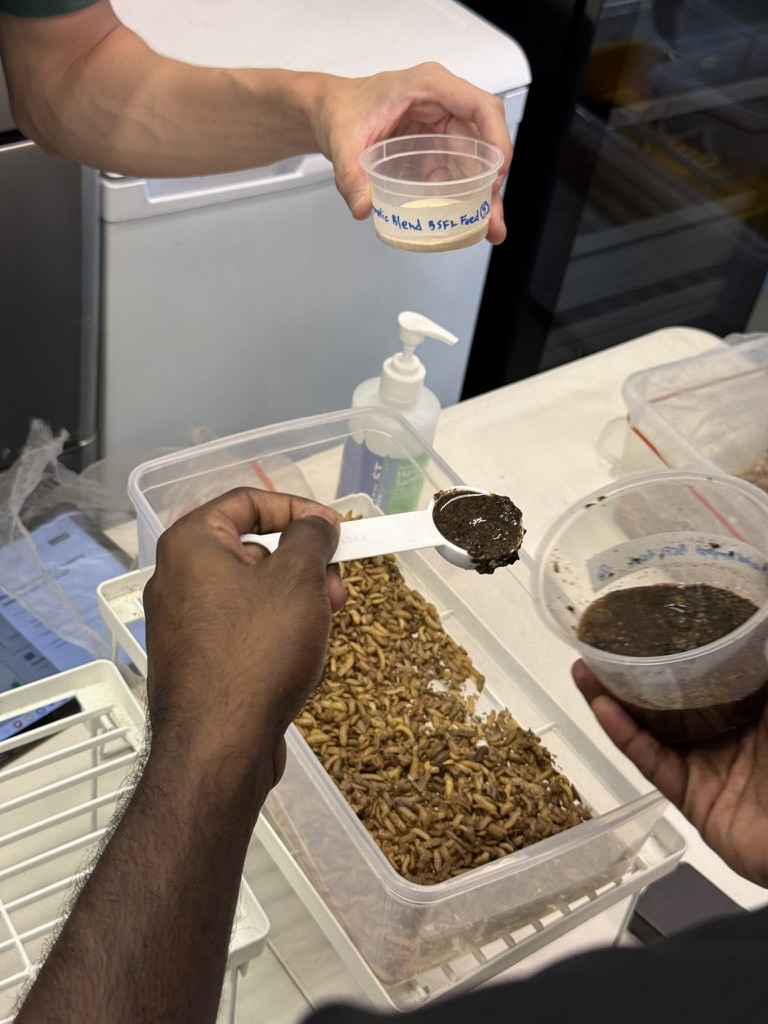 Hands-on demonstration of black soldier fly larvae composting at BugBoom